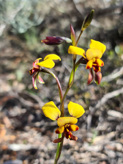 Diuris perialla