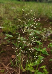 Eragrostis unioloides