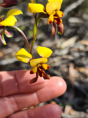 Diuris perialla
