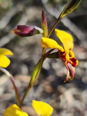 Diuris perialla