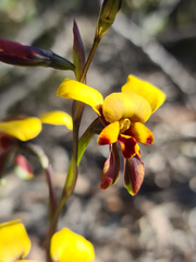 Diuris perialla