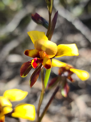 Diuris perialla