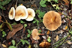 Austropaxillus boletinoides