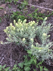 Castilleja grisea