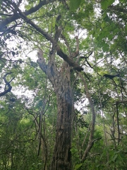 Cenostigma eriostachys