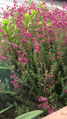 Erica cinerea