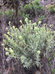 Castilleja grisea