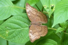 Tanaecia julii