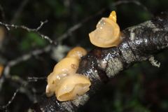 Aleurodiscus vitellinus