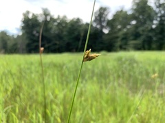 Schoenoplectus torreyi