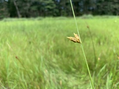 Schoenoplectus torreyi