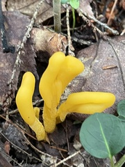 Microglossum rufum