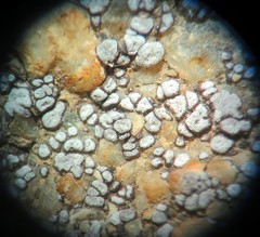 Acarospora americana