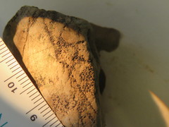 Acarospora americana