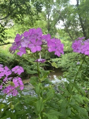 Phlox maculata