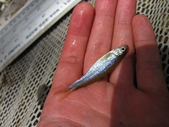 Notropis stramineus