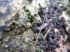Ochterus