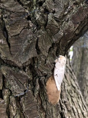 Lymantria dispar dispar