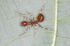 Camponotus striatipes