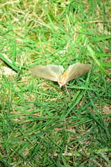 Amastus aconia rumina