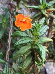 Diplacus parviflorus