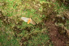 Amastus aconia rumina