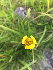 Trimezia martinicensis