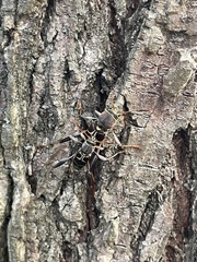 Neoclytus mucronatus