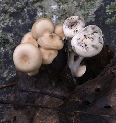 Clitocybe americana
