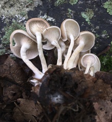Clitocybe americana