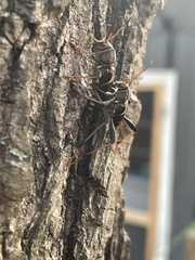 Neoclytus mucronatus
