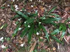 Carex fraseriana