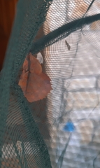 Gastropacha quercifolia