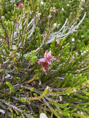 Exobasidium cassiopes