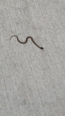 Thamnophis elegans vagrans