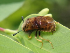 Abia lonicerae