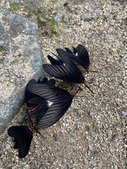 Histia flabellicornis