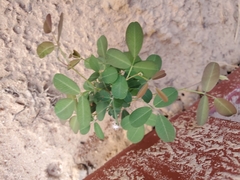 Arachis hypogaea