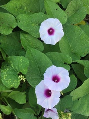 Ipomoea tiliacea