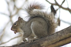 Sciurus alleni
