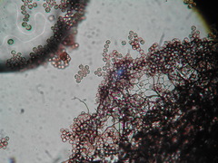 Stemonitis virginiensis