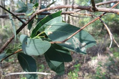 Acacia obliquinervia