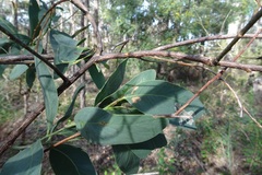 Acacia obliquinervia