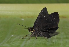 Celaenorrhinus monartus