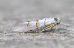 Phyllonorycter tiliacella