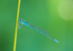 Paracercion hieroglyphicum