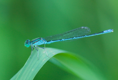 Paracercion melanotum