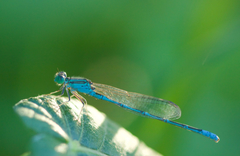 Paracercion hieroglyphicum