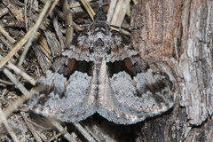 Dichromodes triparata