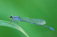 Paracercion calamorum